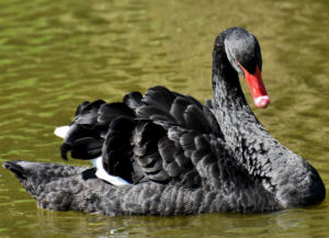 ¿Qué es un cisne negro en la economía?