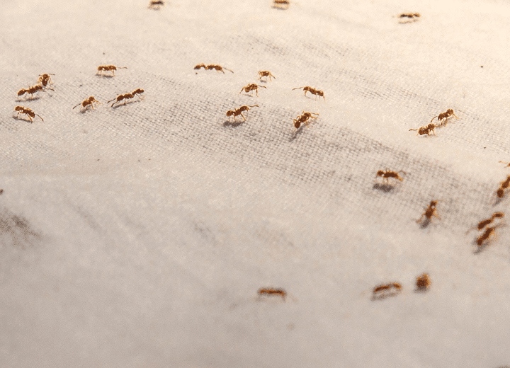 ¿Qué hacer para reducir los gastos hormiga?
