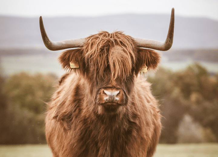 ¿Qué es el yak shaving?