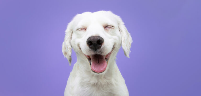 Franquicias de productos para mascotas: el lado más tierno de las franquicias