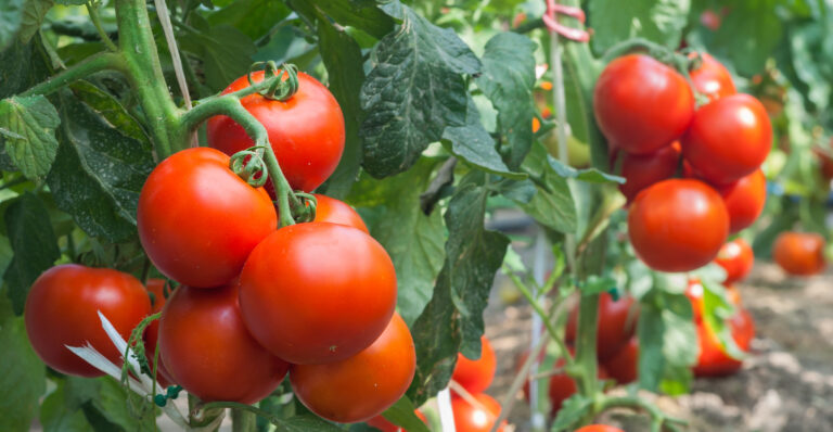 Tomates mexicanos tendrás arancel del 17%, Sheinbaum responde