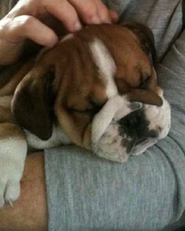 Como imagen destacada para este texto en el que hablamos de los servicios funerarios para mascotas, tenemos una fotografía ilustrativa de el piloto de Fórmula 1 Lewis Hamilton con su perrito Rescoe.