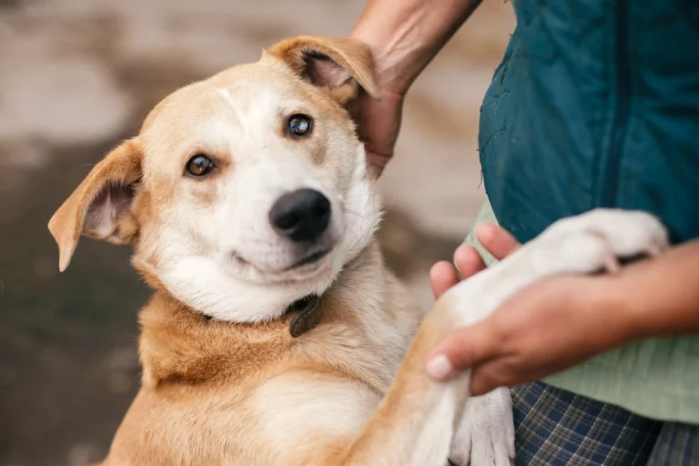¿Cuánto cuesta tener un perro? Entérate, hoy en el Día del Perro adoptado