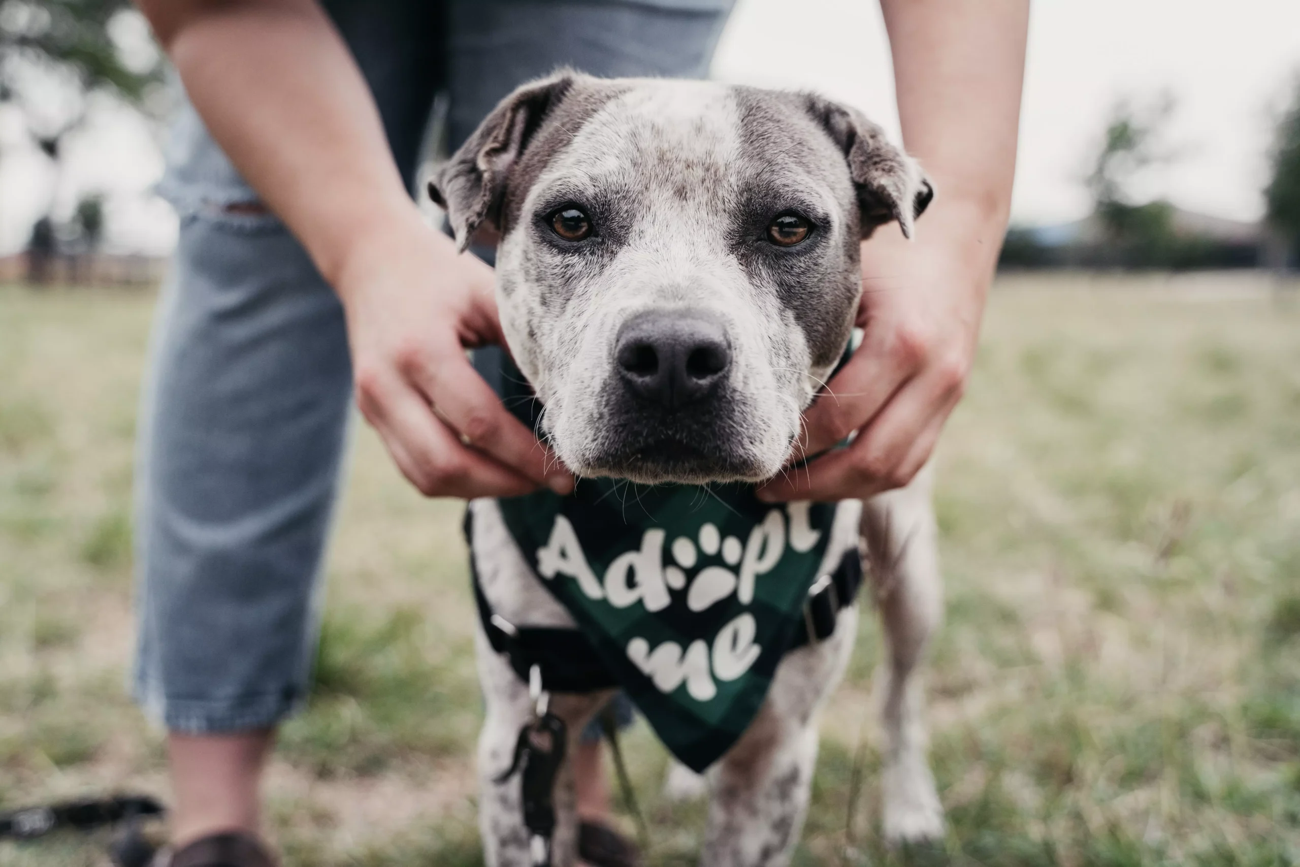 Como imagen destacada para este texto en el que hablamos del Día del Perro Adoptado, tenemos una fotografía ilustrativa de un perro en un refugio.