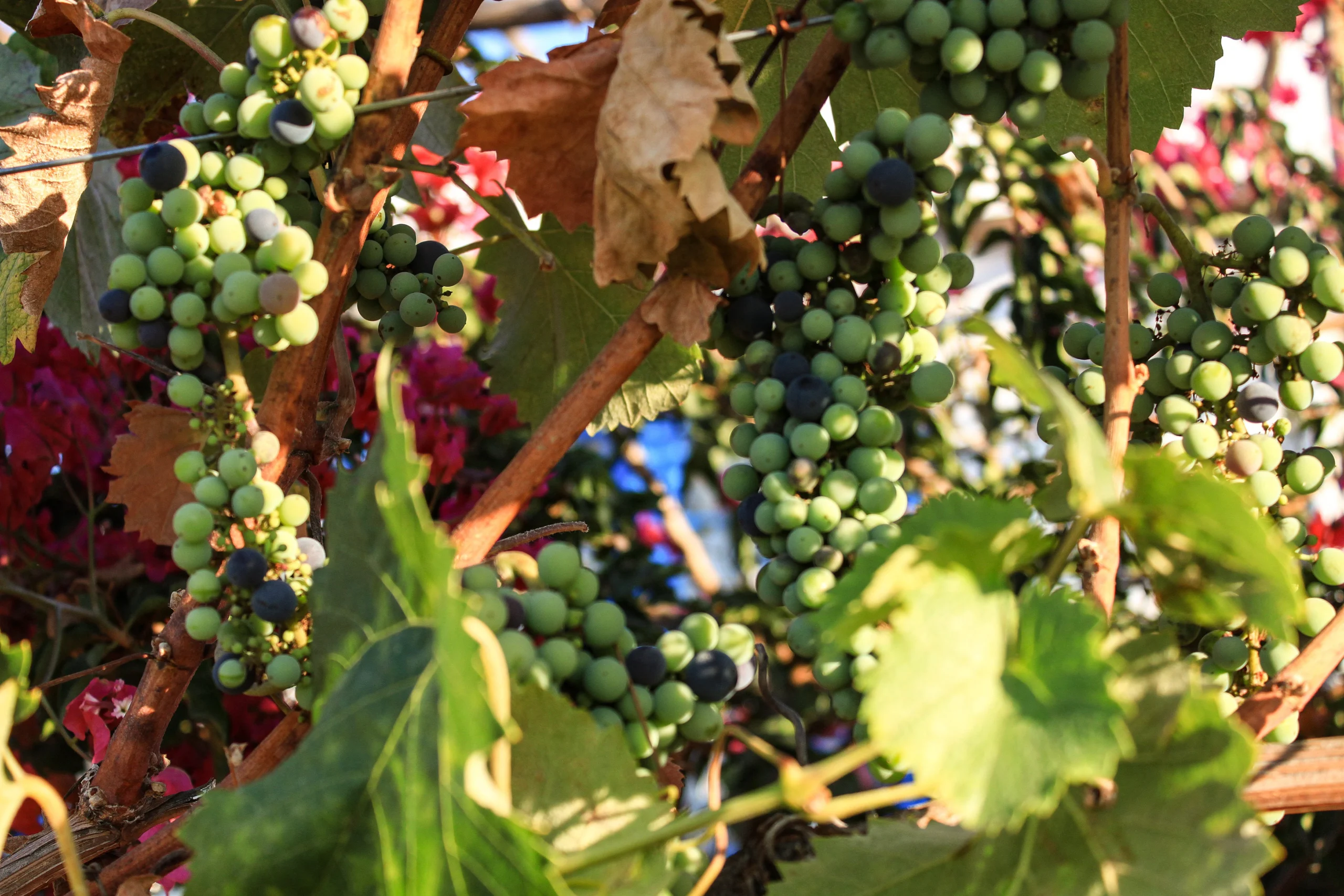 Como imagen destacada para este texto en el que hablamos del Día del Vino Mexicano, tenemos una fotografía ilustrativa de un viñedo.