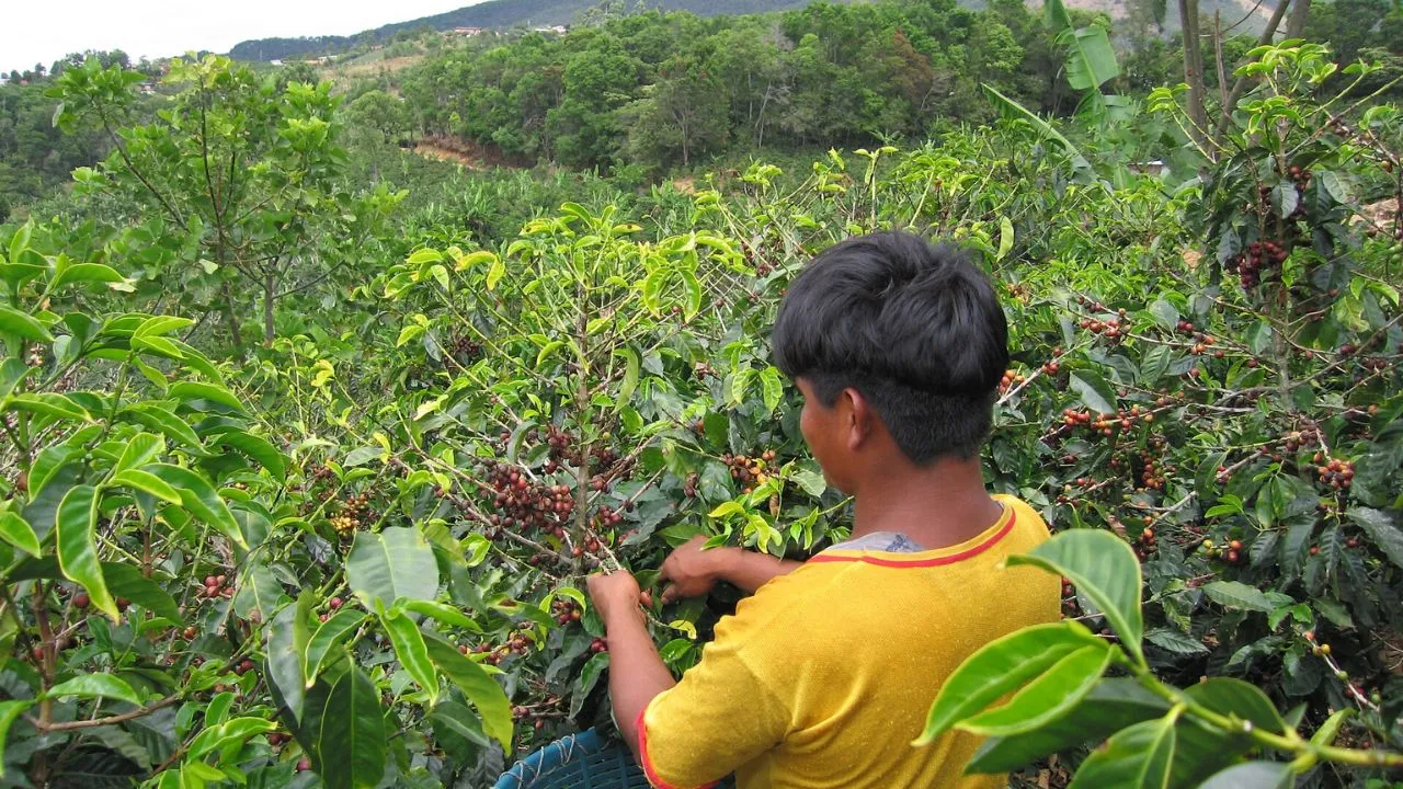 franquicias-de-cafe-en-peligro-el-grano-alcanza-precios-historicos