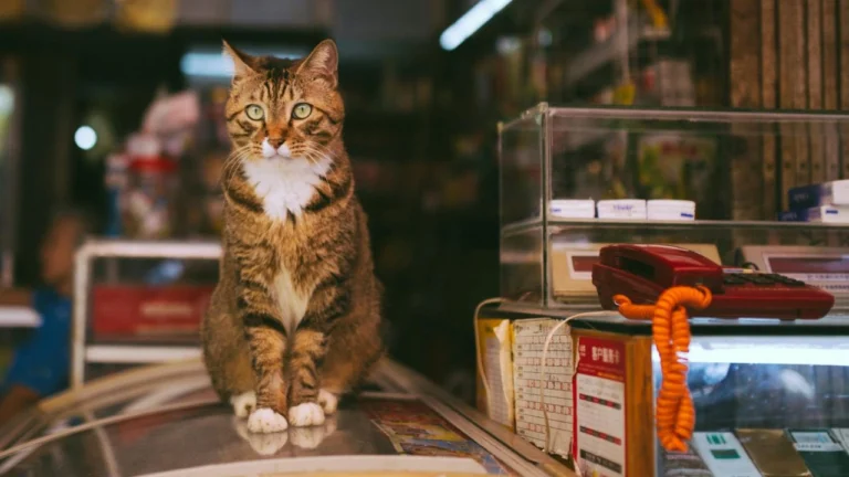 5 franquicias en el sector mascotas que necesitas conocer