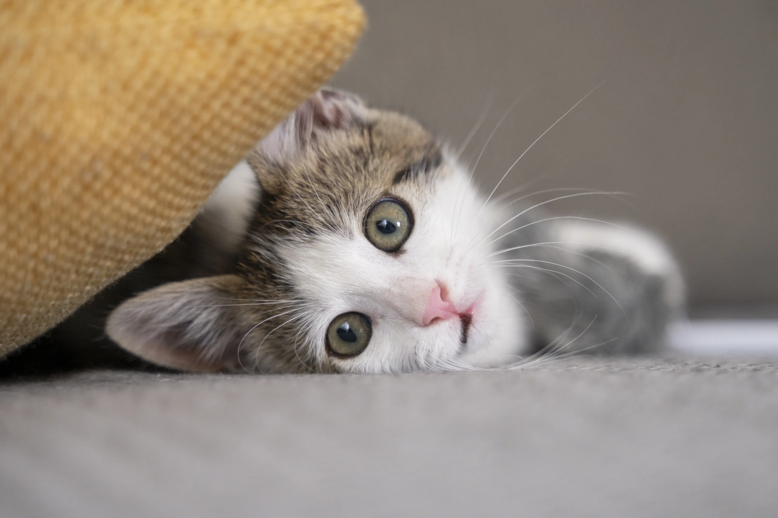 Como imagen destacada para este texto en el que hablamos de cuánto cuesta tener un gato, tenemos una imágen ilustrativa de un gato.