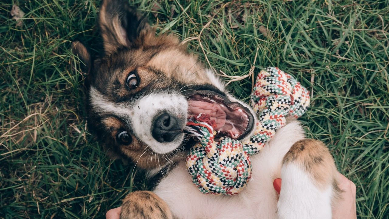 gatos-o-perros-cuales-son-las-mascotas-mas-caras-de-mantener