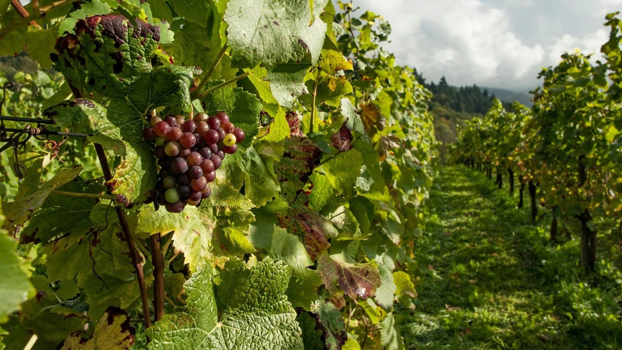Slug
por-que-comemos-uvas-para-nuestras-metas-de-ano-nuevo